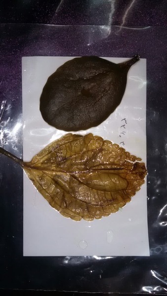 آزمایش بررسی وجود نشاسته در برگ و درک بهتر پدیده غذاسازی برگ (فتوسنتز)
- آشنایی با روش بن ماری
