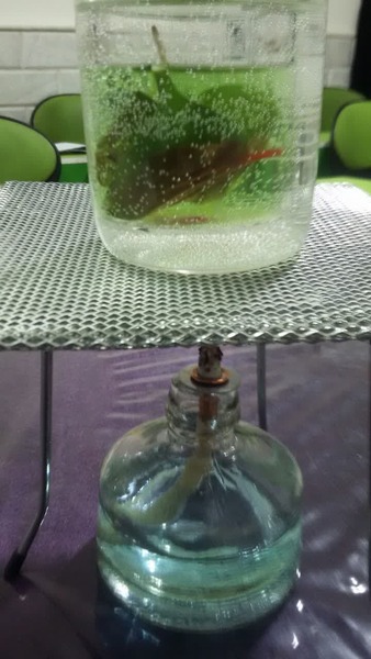 آزمایش بررسی وجود نشاسته در برگ و درک بهتر پدیده غذاسازی برگ (فتوسنتز)
- آشنایی با روش بن ماری